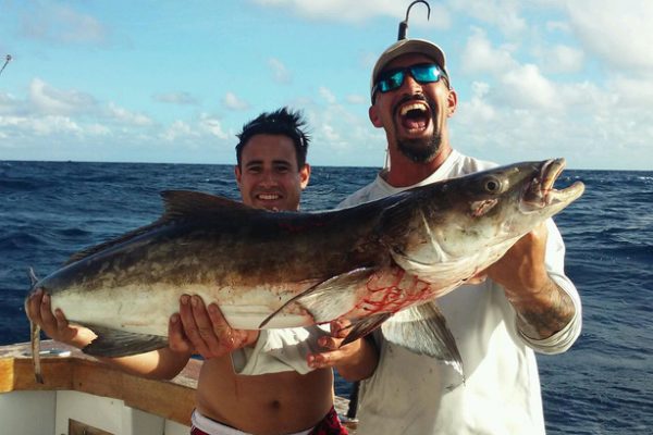 sportfishing cobia