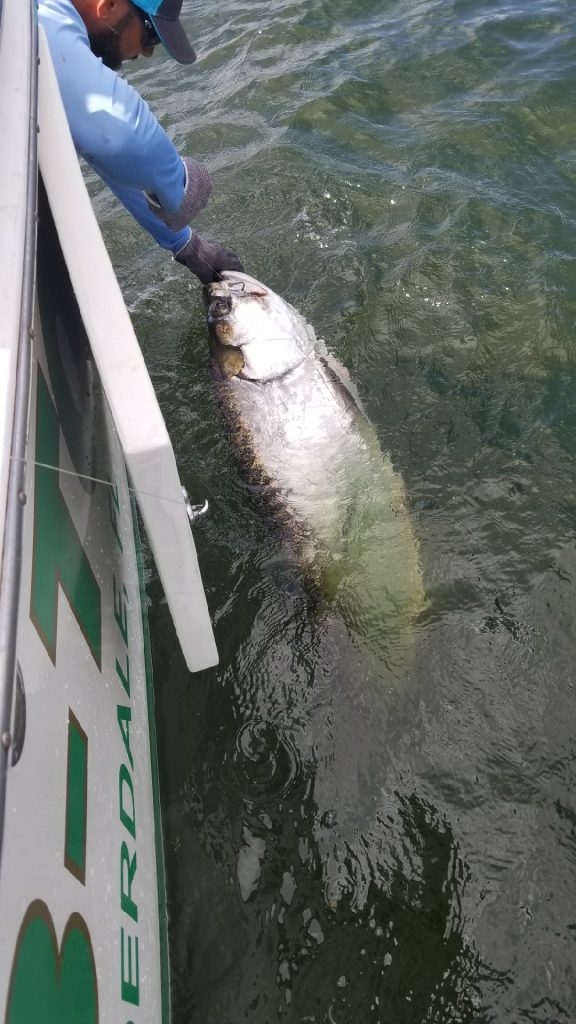 Holding a tarpon in the water next to the boat for a picture.